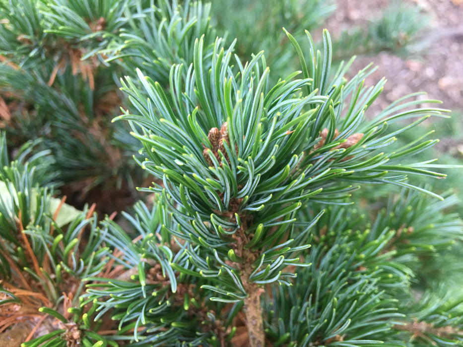Pinus parviflora 'Hagoromo' Dwarf Japanese White Pine