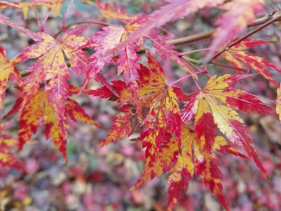 Acer palmatum 'Fall's Fire' Japanese Maple