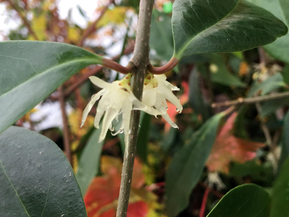 Chimonanthus nitens Fragrant Blooming Chinese Wintersweet