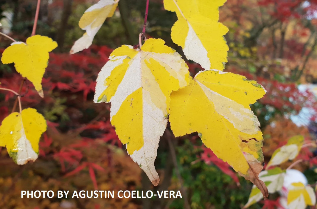 Acer crataegifolium 'Veitchii' Variegated Snakebark Japanese Maple