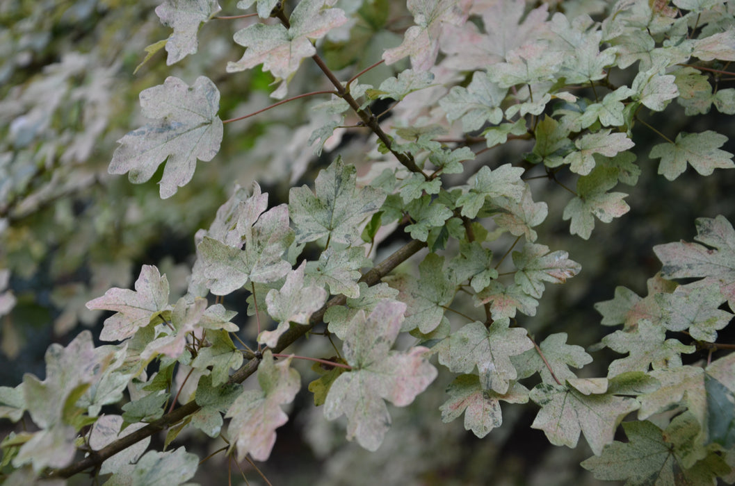 Acer campestre 'Pulverulentum' White Variegated Maple