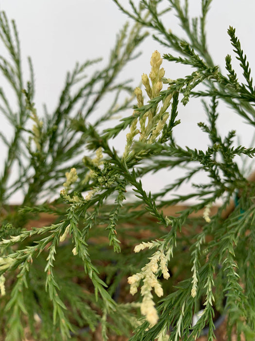 Sequoiadendron giganteum 'French Beauty' Variegated Giant Redwood