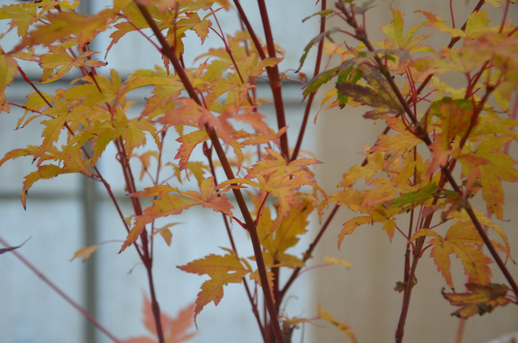 Acer palmatum 'Senski' Coral Bark Japanese Maple