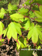 - Acer palmatum 'Tsuma gaki' Japanese Maple - Mr Maple │ Buy Japanese Maple Trees