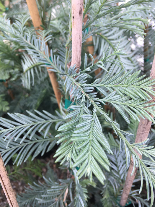 Sequoia sempervirens 'Filoli' Blue Costal Redwood