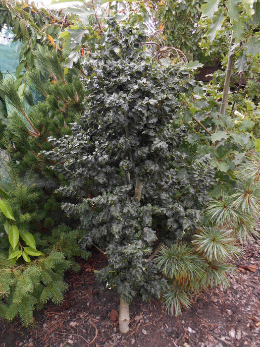 Fraxinus excelsior 'Crispa' Dwarf Ash Tree