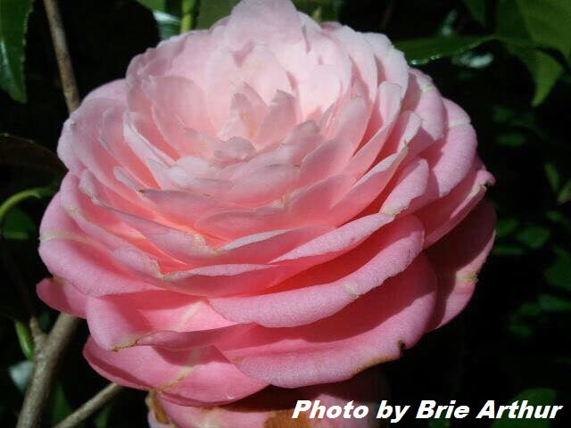 Camellia japonica 'April Pink' Double Pink Flowering Hardy Camellia