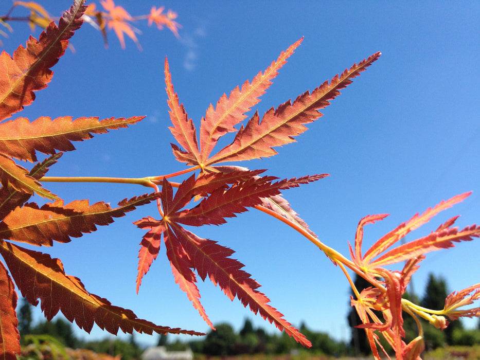 Acer palmatum 'Orange Flame' Great Fall Color Japanese Maple