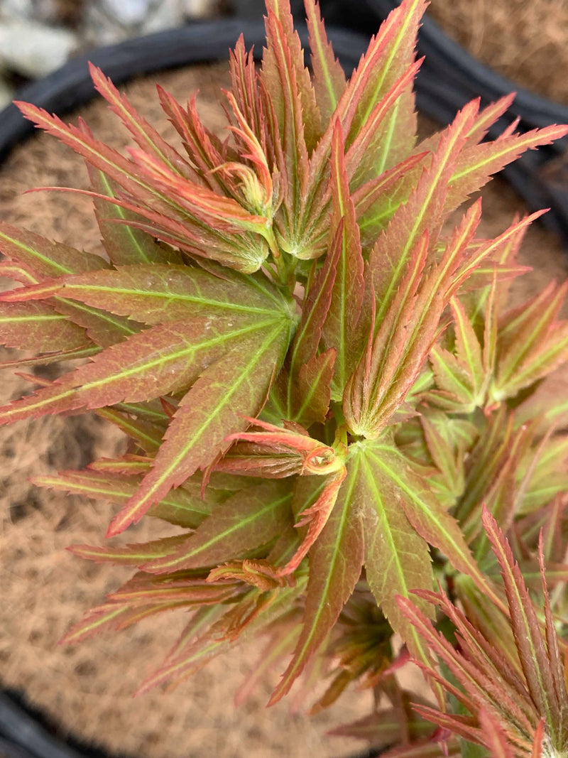 - Acer palmatum 'Koi' Dwarf Japanese Maple - Mr Maple │ Buy Japanese Maple Trees