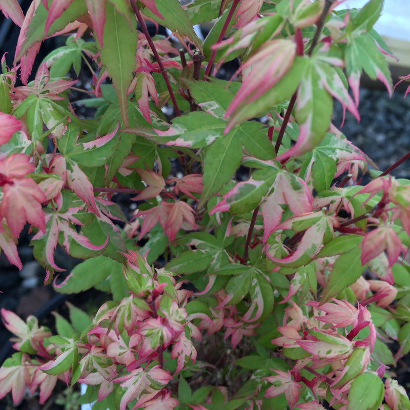 - Acer palmatum 'Ilarian' Japanese Maple - Mr Maple │ Buy Japanese Maple Trees