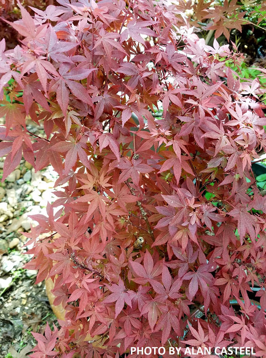 Acer palmatum 'Babe's Dwarf' Japanese Maple