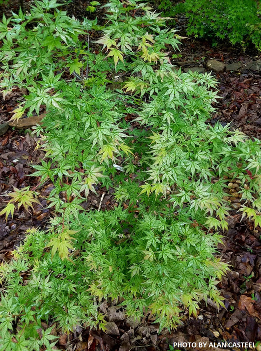 Acer palmatum 'Peve Multicolor' Japanese Maple