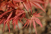 - Acer palmatum 'Orion' Dwarf Red Japanese Maple - Mr Maple │ Buy Japanese Maple Trees