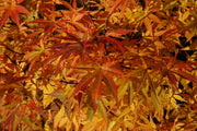 - Acer palmatum 'Orion' Dwarf Red Japanese Maple - Mr Maple │ Buy Japanese Maple Trees