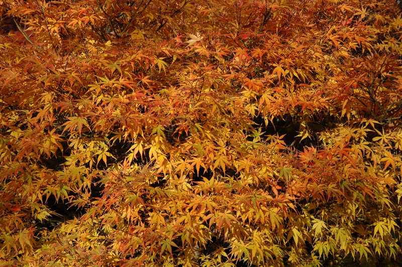 - Acer palmatum 'Orion' Dwarf Red Japanese Maple - Mr Maple │ Buy Japanese Maple Trees