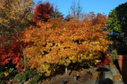 - Acer palmatum 'Orion' Dwarf Red Japanese Maple - Mr Maple │ Buy Japanese Maple Trees