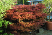 - Acer palmatum 'Orion' Dwarf Red Japanese Maple - Mr Maple │ Buy Japanese Maple Trees
