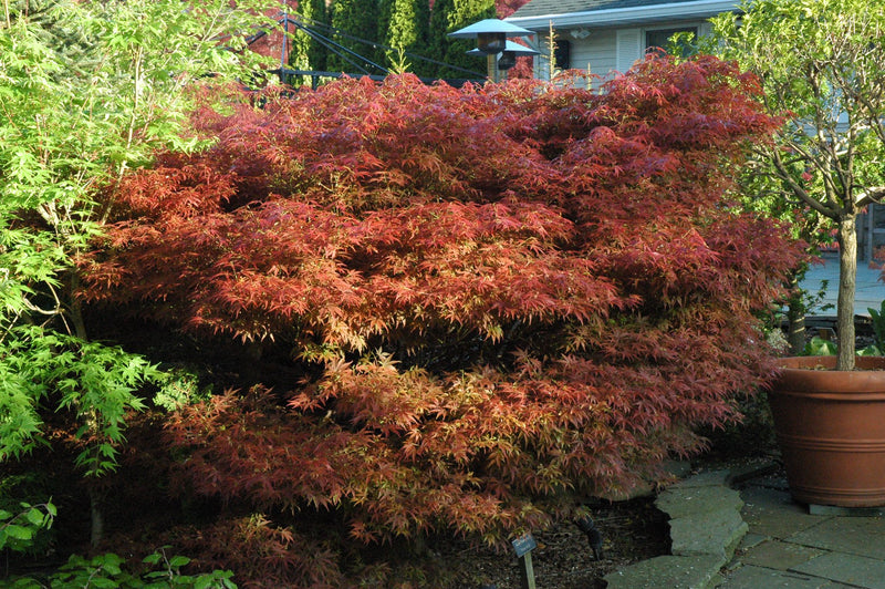 - Acer palmatum 'Orion' Dwarf Red Japanese Maple - Mr Maple │ Buy Japanese Maple Trees