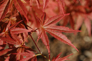 - Acer palmatum 'Orion' Dwarf Red Japanese Maple - Mr Maple │ Buy Japanese Maple Trees