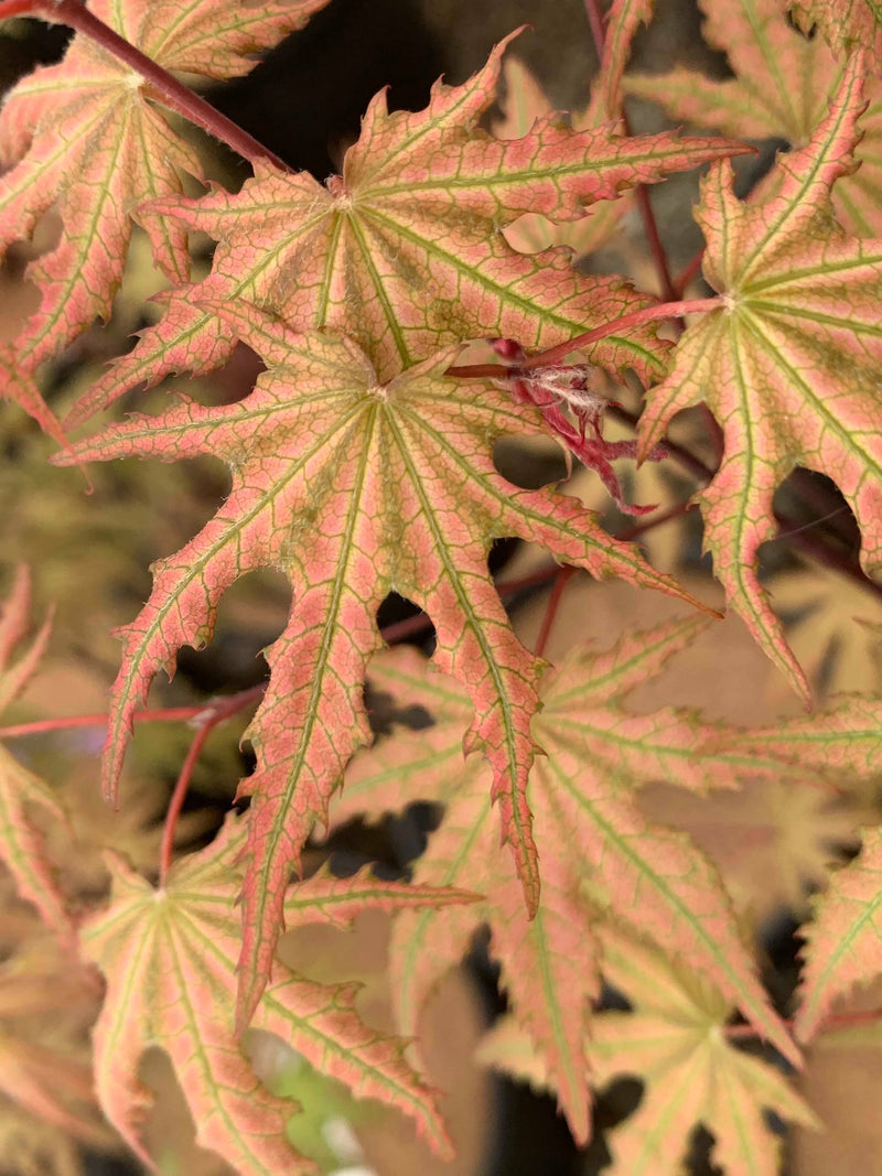 - Acer palmatum 'Firefly' Japanese Maple - Mr Maple │ Buy Japanese Maple Trees