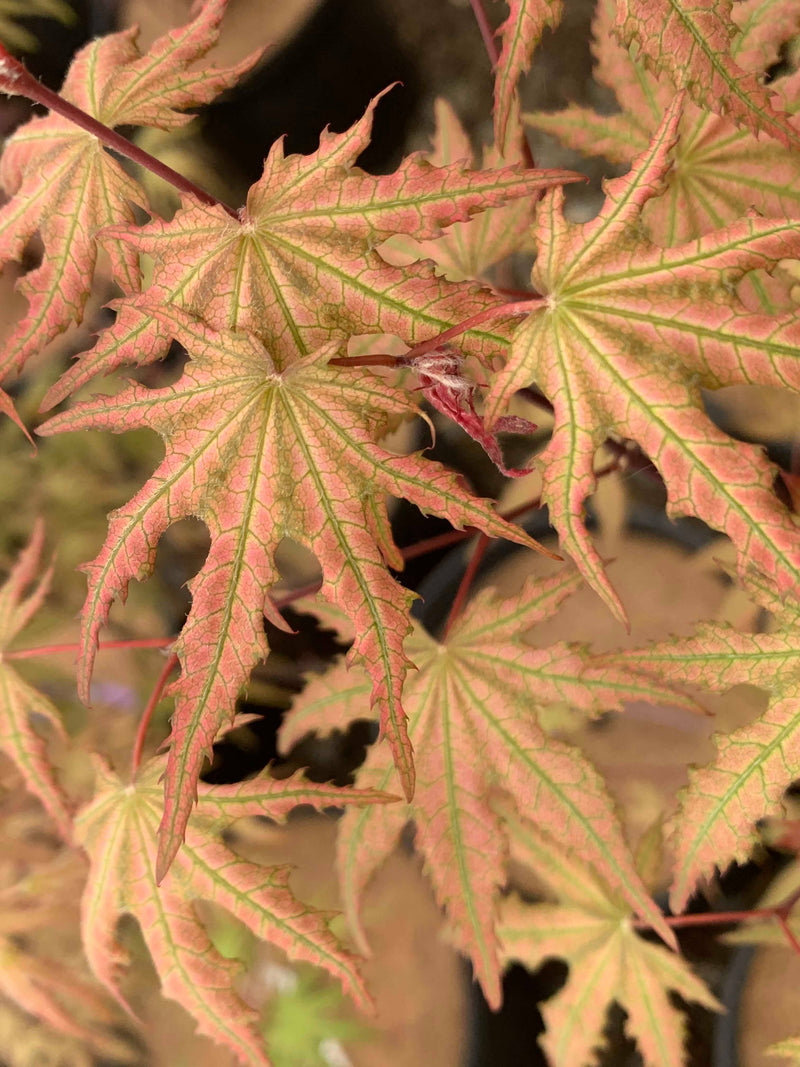- Acer palmatum 'Firefly' Japanese Maple - Mr Maple │ Buy Japanese Maple Trees