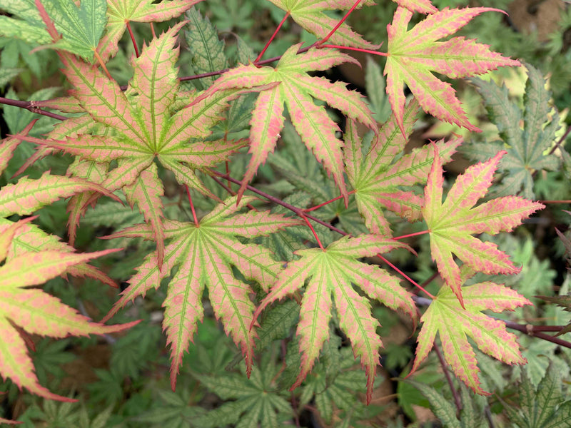 - Acer palmatum 'Firefly' Japanese Maple - Mr Maple │ Buy Japanese Maple Trees