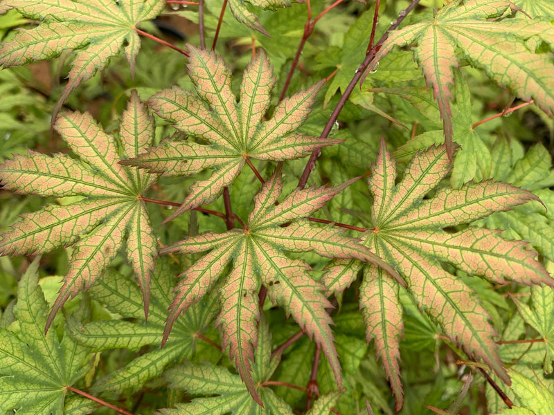- Acer palmatum 'Firefly' Japanese Maple - Mr Maple │ Buy Japanese Maple Trees