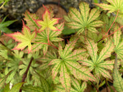 - Acer palmatum 'Firefly' Japanese Maple - Mr Maple │ Buy Japanese Maple Trees