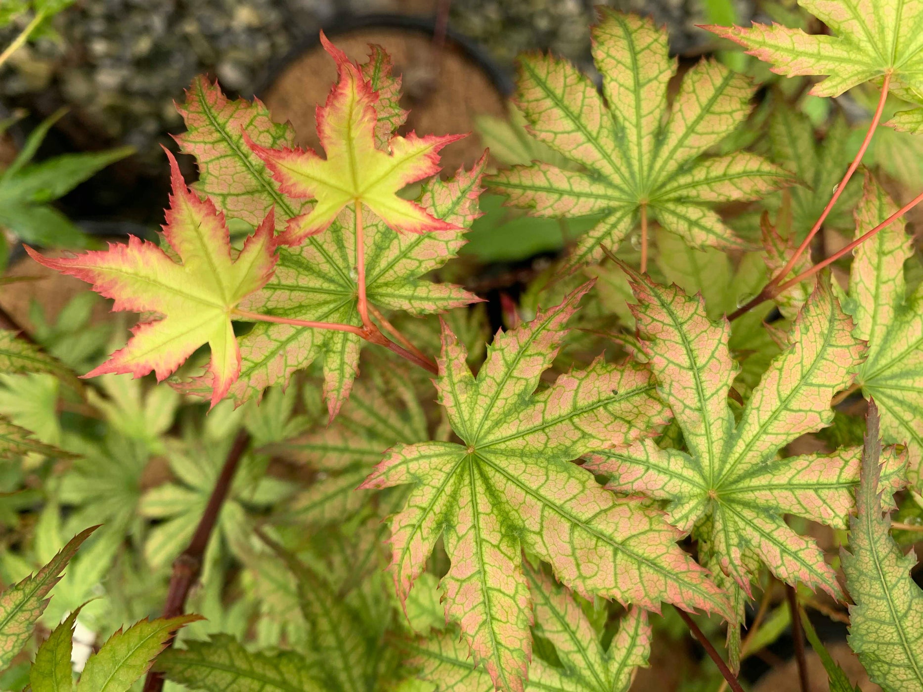 Buy Acer palmatum 'Firefly' Japanese Maple — Mr Maple │ Buy Japanese ...
