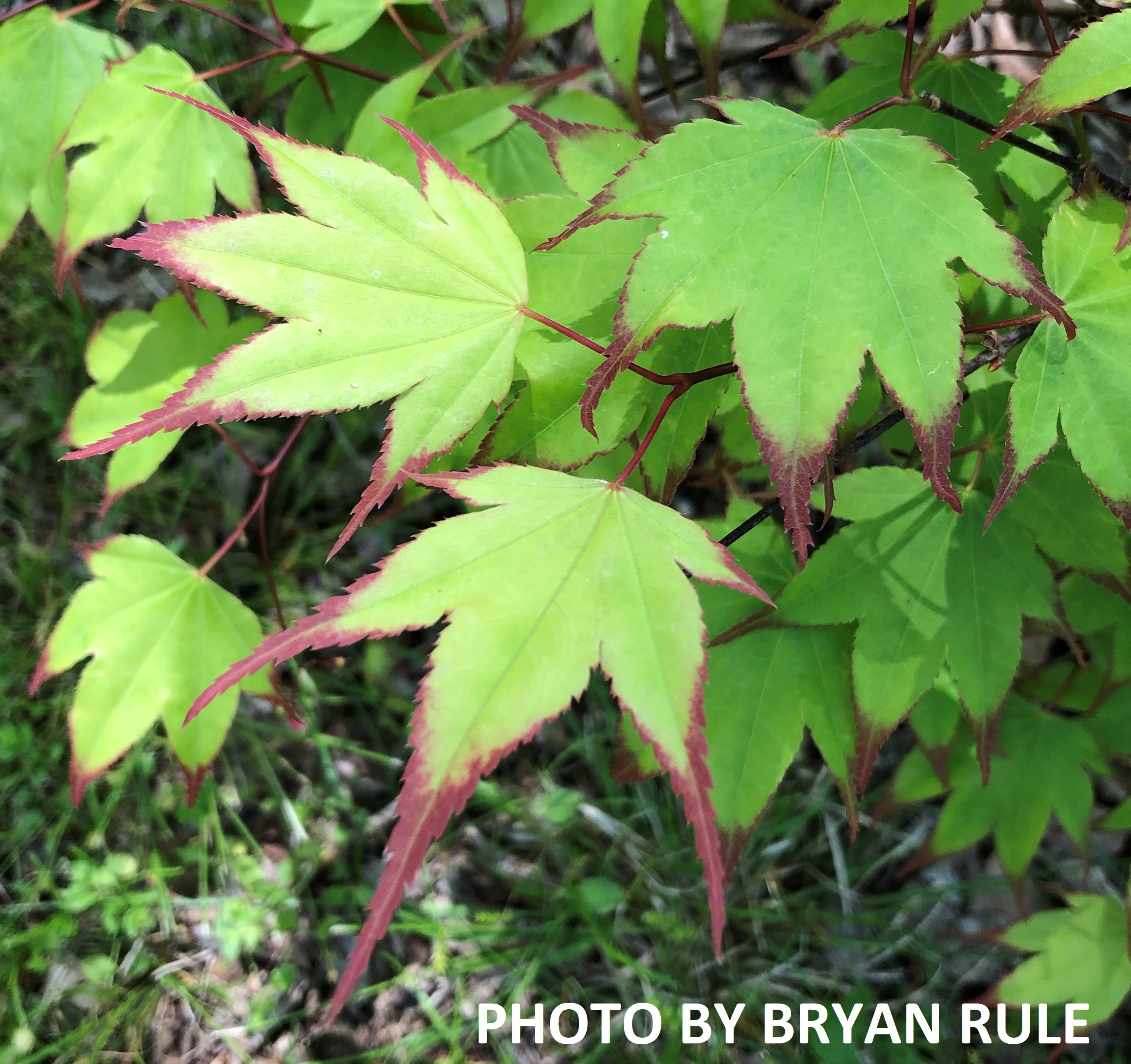 Buy Acer palmatum 'Tsuma Gaki' Japanese Maple — Mr Maple │ Buy