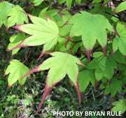 - Acer palmatum 'Tsuma gaki' Japanese Maple - Mr Maple │ Buy Japanese Maple Trees