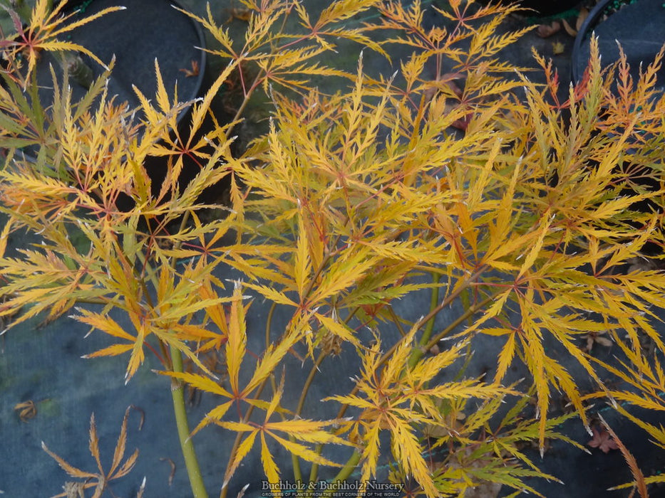 Acer palmatum 'Beni shidare' Weeping Japanese Maple