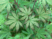 - Acer palmatum 'Firefly' Japanese Maple - Mr Maple │ Buy Japanese Maple Trees