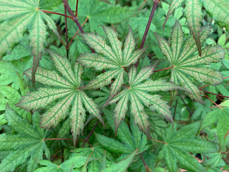 - Acer palmatum 'Firefly' Japanese Maple - Mr Maple │ Buy Japanese Maple Trees