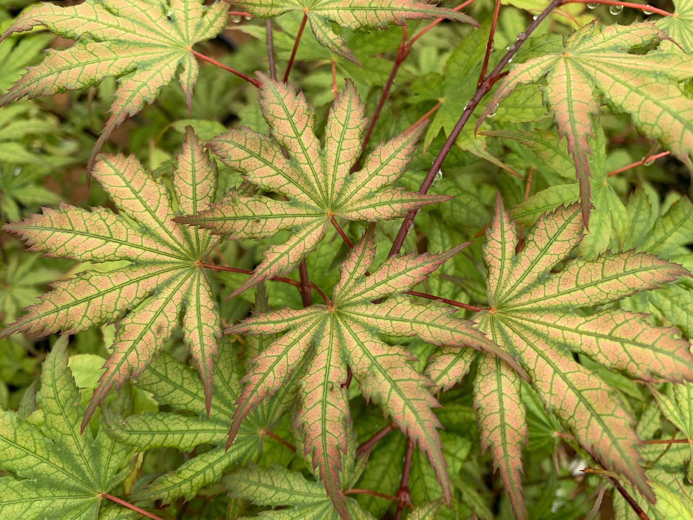 Buy Acer palmatum 'Firefly' Japanese Maple — Mr Maple │ Buy Japanese ...