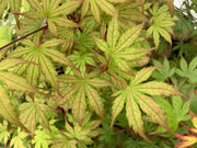 - Acer palmatum 'Firefly' Japanese Maple - Mr Maple │ Buy Japanese Maple Trees