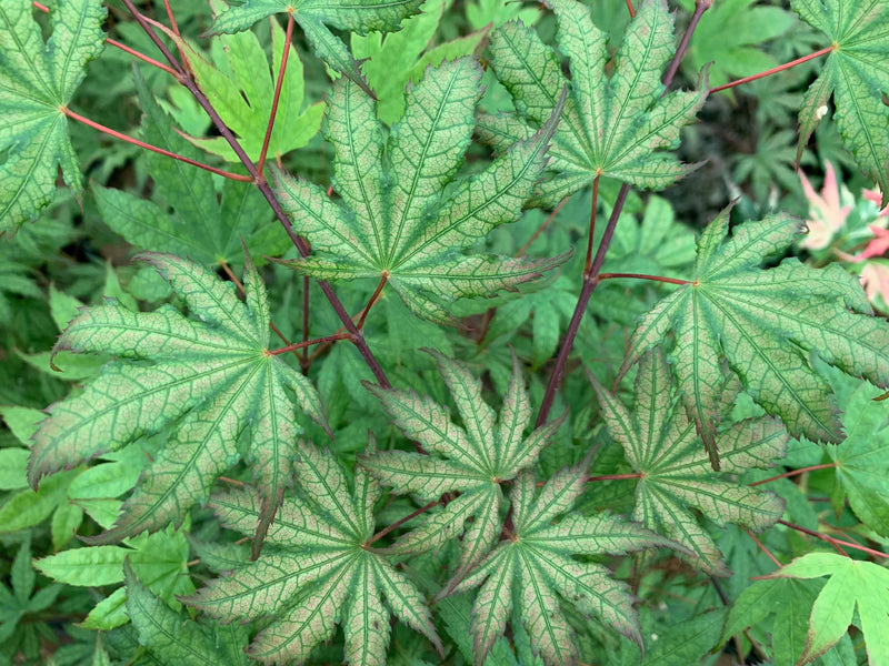 - Acer palmatum 'Firefly' Japanese Maple - Mr Maple │ Buy Japanese Maple Trees
