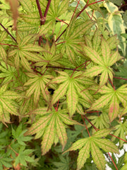 - Acer palmatum 'Firefly' Japanese Maple - Mr Maple │ Buy Japanese Maple Trees
