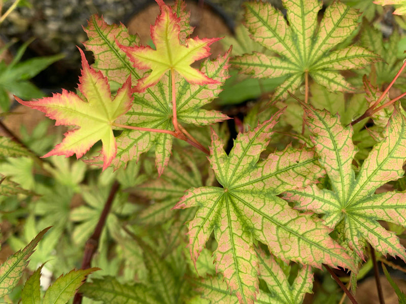 - Acer palmatum 'Firefly' Japanese Maple - Mr Maple │ Buy Japanese Maple Trees