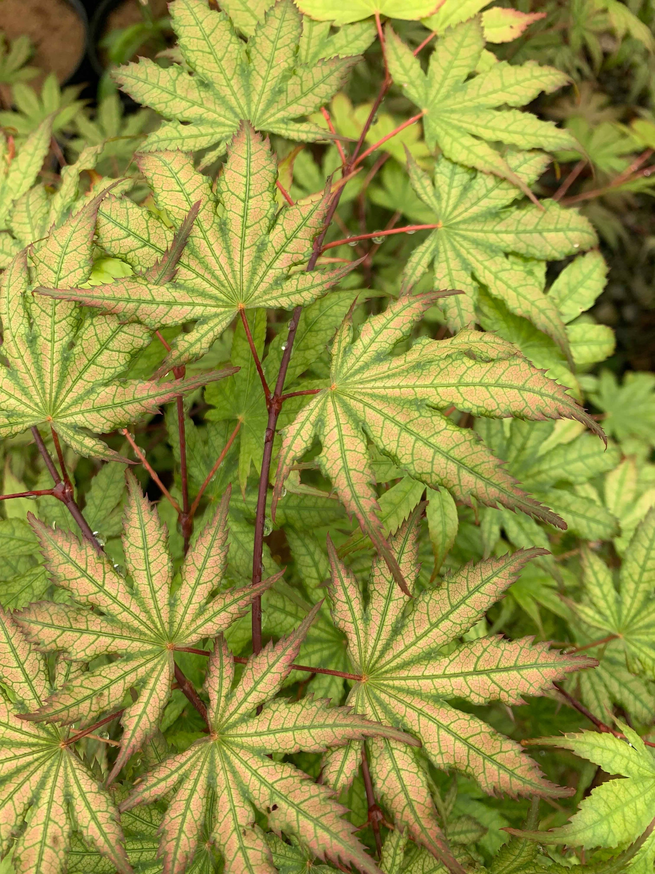 Buy Acer palmatum 'Firefly' Japanese Maple — Mr Maple │ Buy Japanese ...