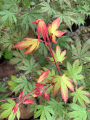 - Acer palmatum 'Firefly' Japanese Maple - Mr Maple │ Buy Japanese Maple Trees