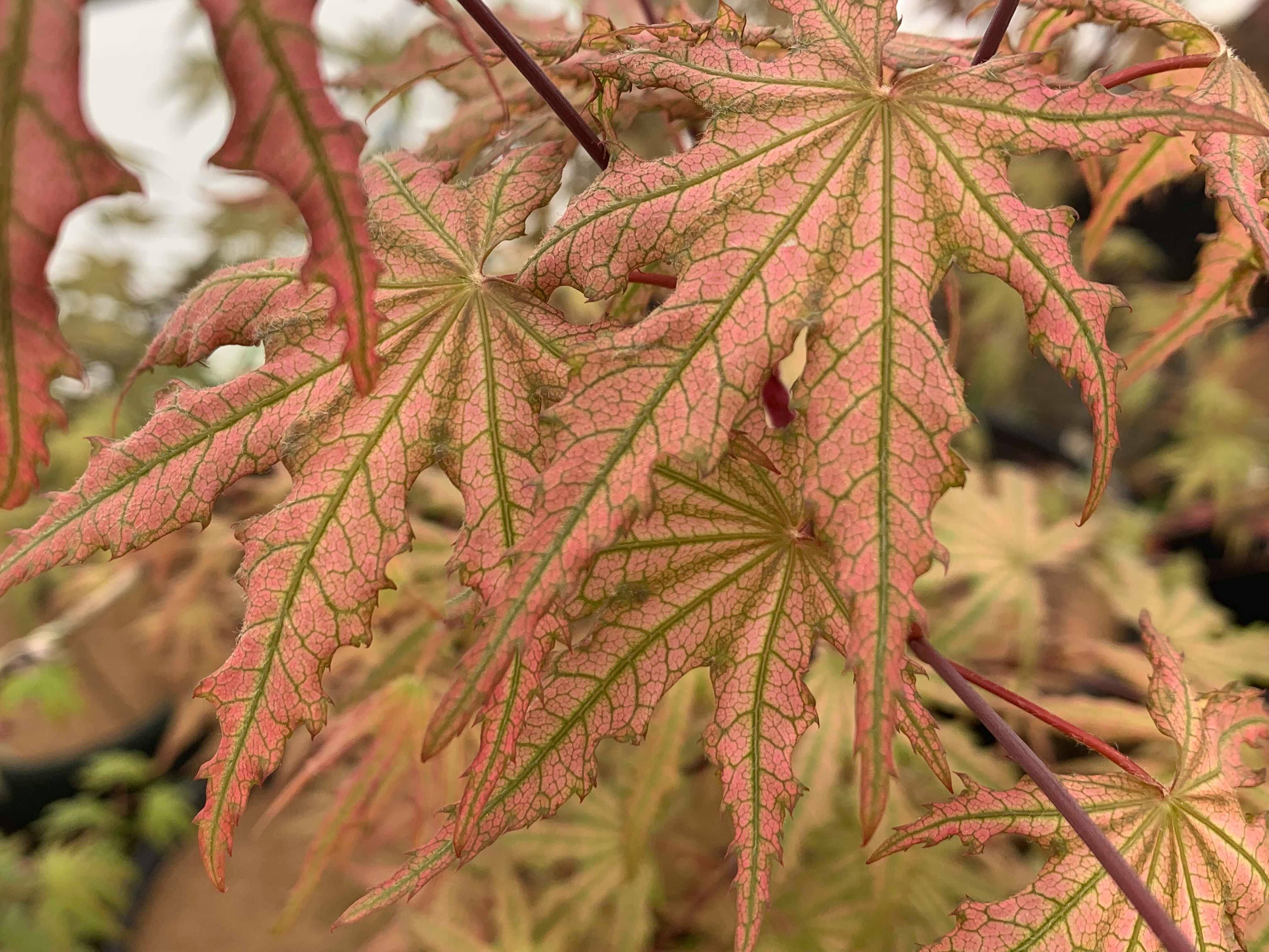 Buy Acer palmatum 'Firefly' Japanese Maple — Mr Maple │ Buy Japanese ...