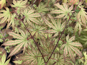 - Acer palmatum 'Firefly' Japanese Maple - Mr Maple │ Buy Japanese Maple Trees