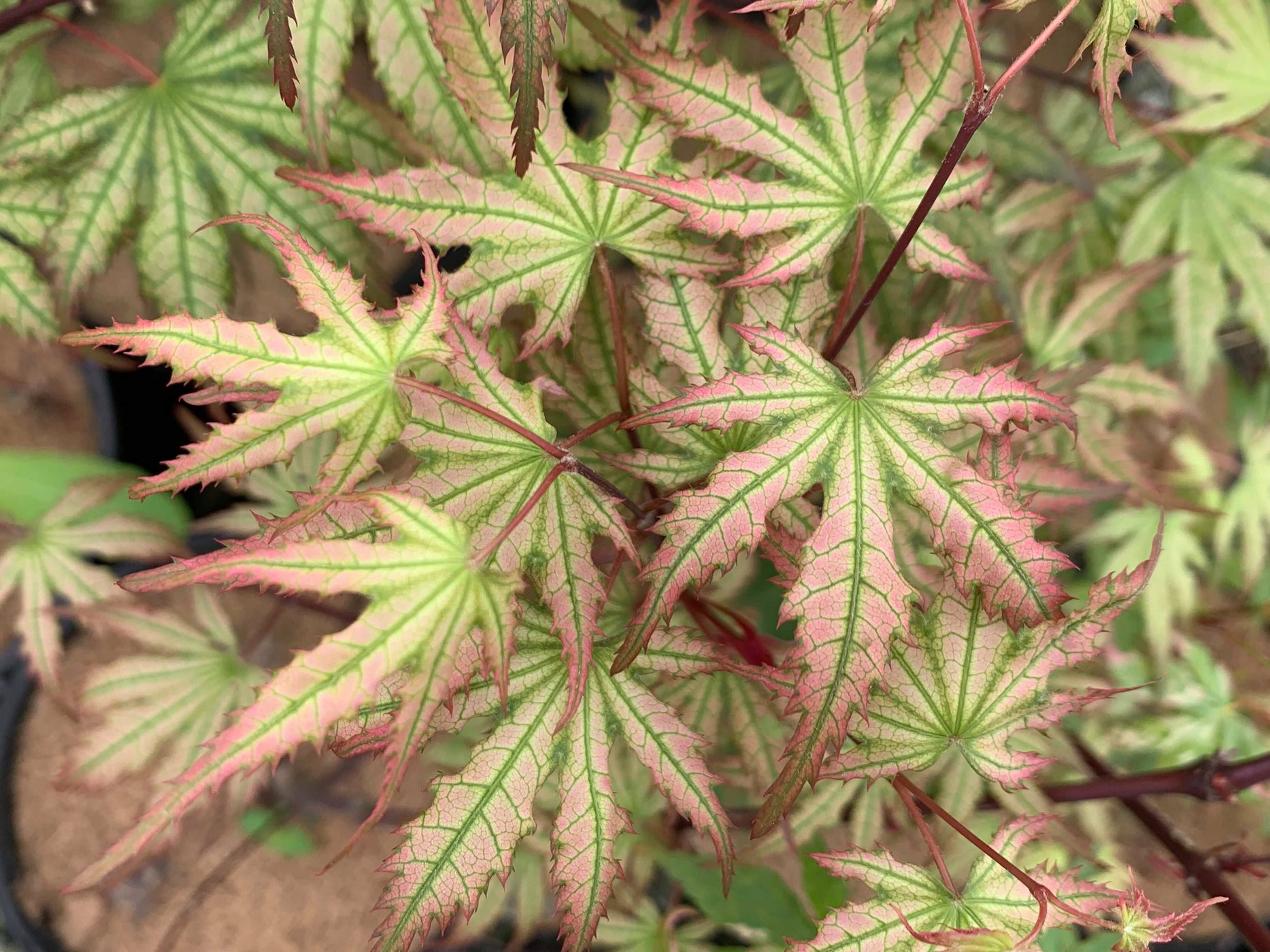 Buy Acer palmatum 'Firefly' Japanese Maple — Mr Maple │ Buy Japanese ...