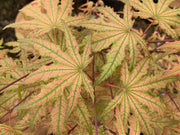 - Acer palmatum 'Firefly' Japanese Maple - Mr Maple │ Buy Japanese Maple Trees