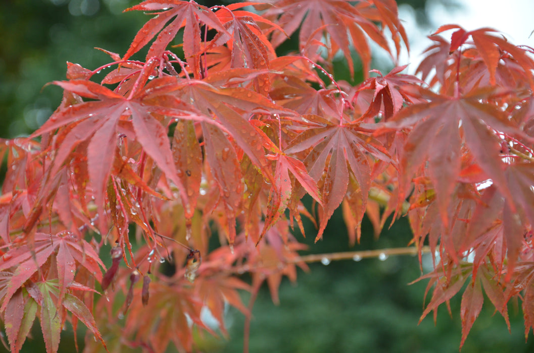 Acer palmatum 'Inazuma' Red Japanese Maple