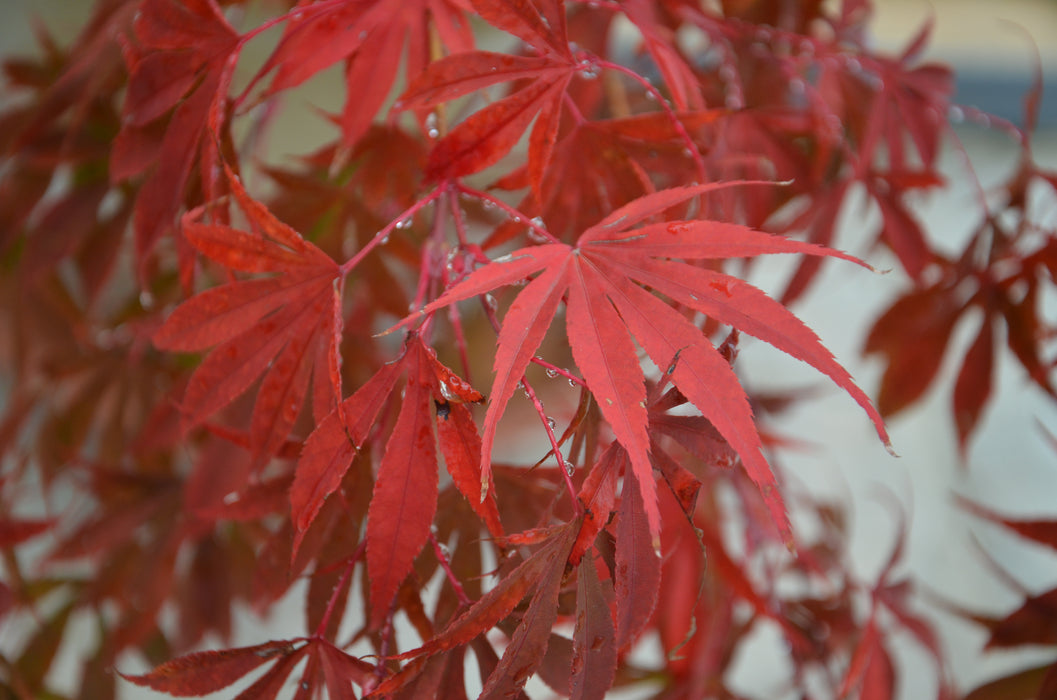 Acer palmatum 'Inazuma' Red Japanese Maple