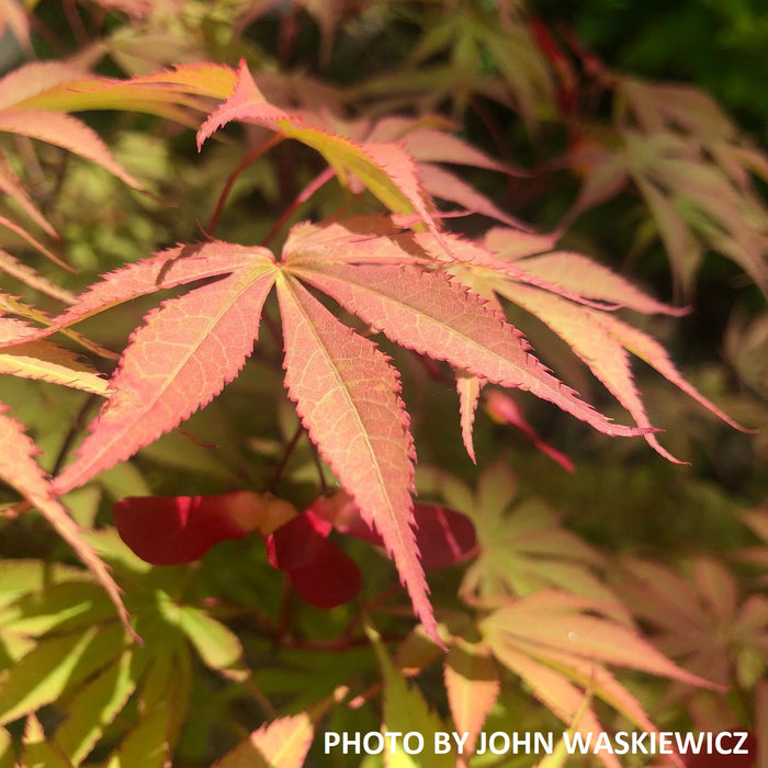 Acer palmatum 'Wakehurst Pink' Japanese Maple
