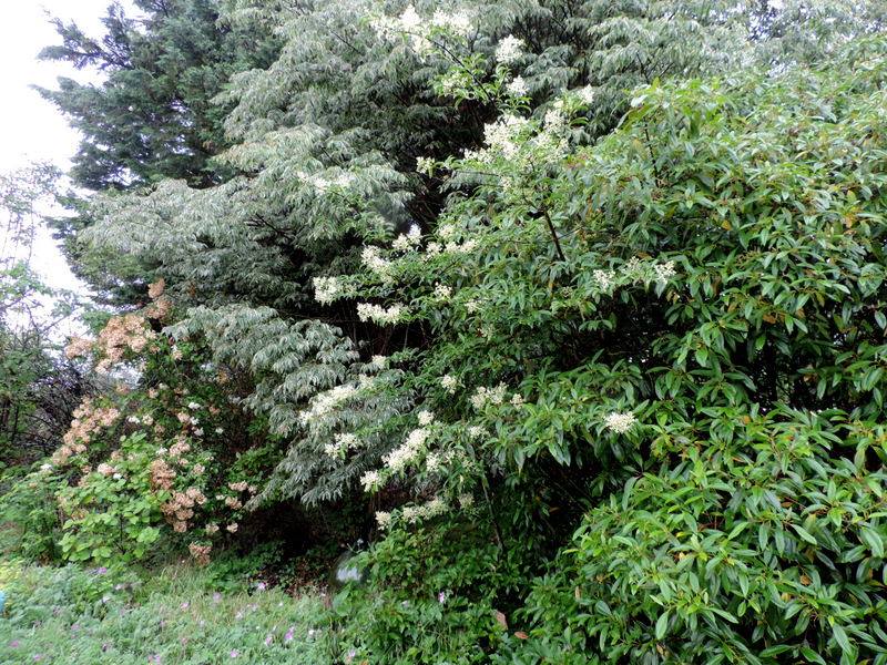Viburnum henryi Rare Evergreen Flowering Viburnum