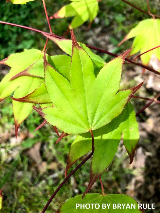 Acer palmatum 'Tsuma gaki' Japanese Maple